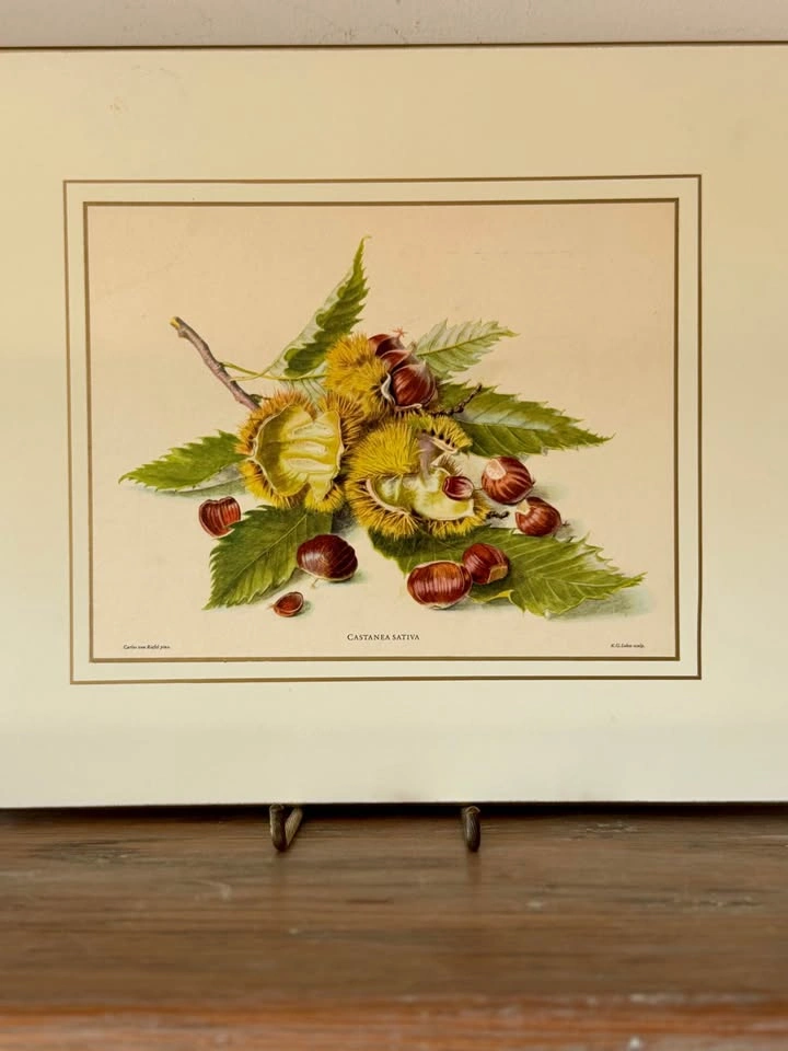 Set of 4 Vintage Somerset Botanical Fruit Placemats (Boxed) - photo 4