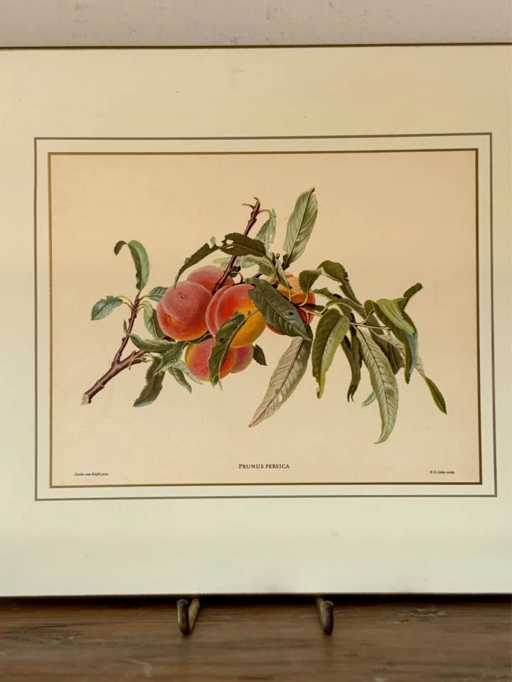 Set of 4 Vintage Somerset Botanical Fruit Placemats (Boxed) - photo 5