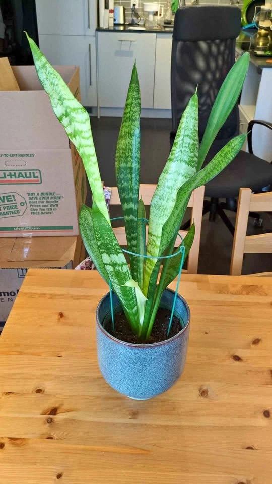 Snake plant with ceramic pot