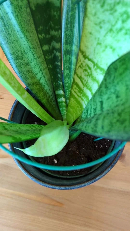 Snake plant with ceramic pot - photo 2