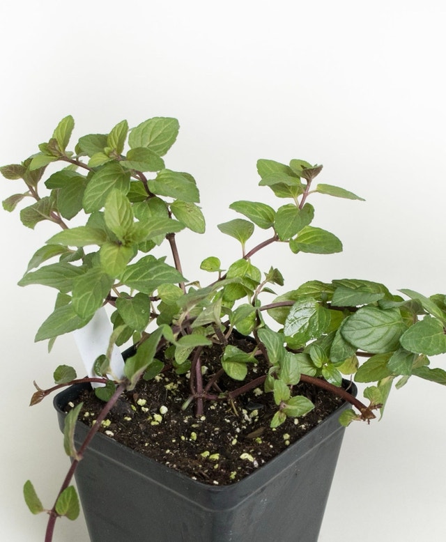 Mint Plant (Perennial) Great health benefits