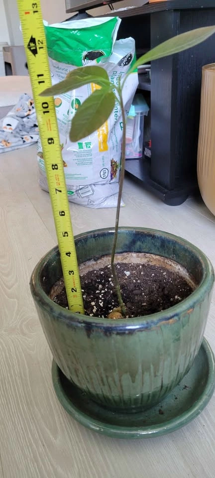 Avocado Tree Sapling - photo 2