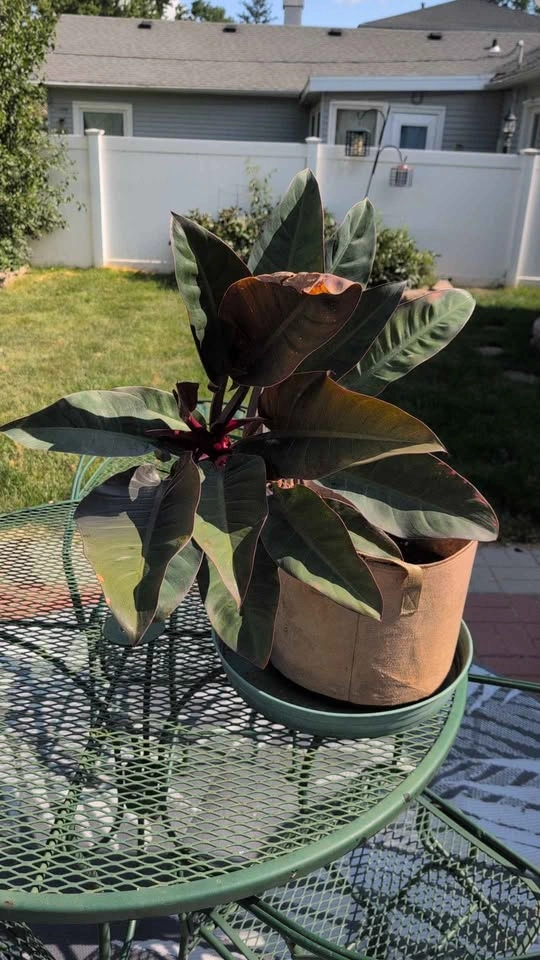 Imperial Red Leaf Philodendron Plant