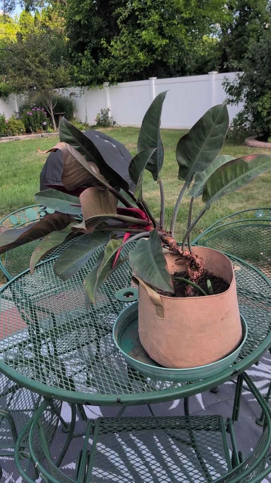 Imperial Red Leaf Philodendron Plant - photo 2