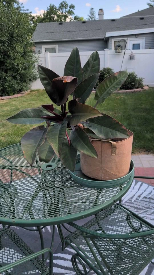 Imperial Red Leaf Philodendron Plant - photo 3