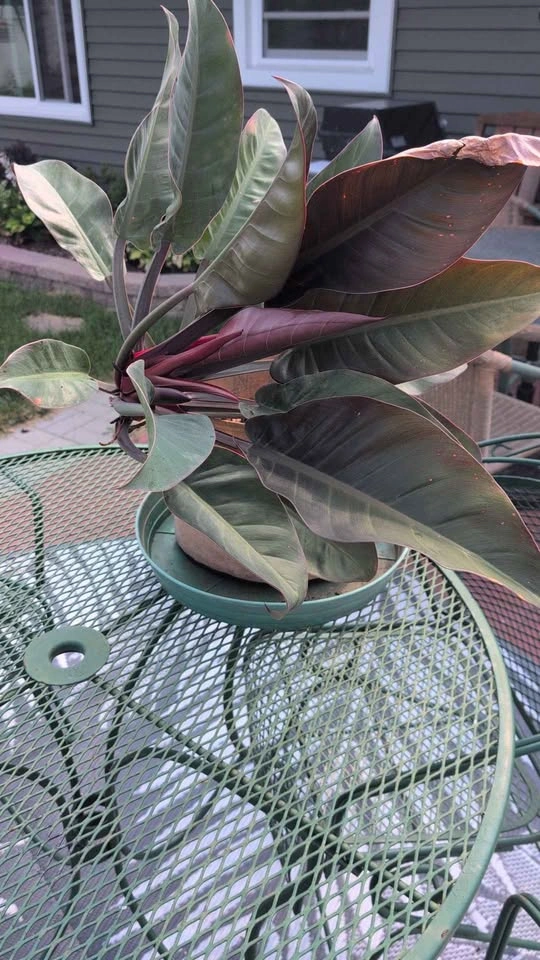 Imperial Red Leaf Philodendron Plant - photo 4
