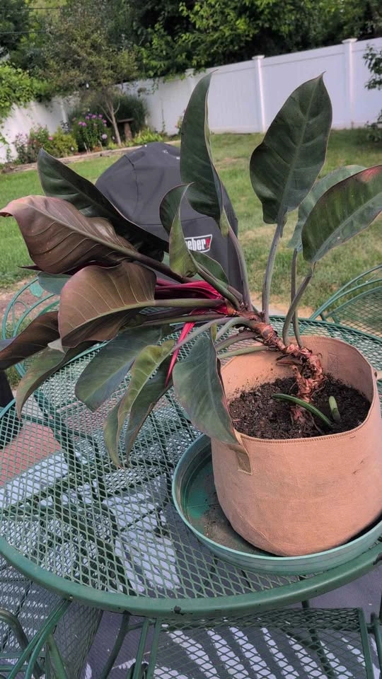 Imperial Red Leaf Philodendron Plant - photo 5