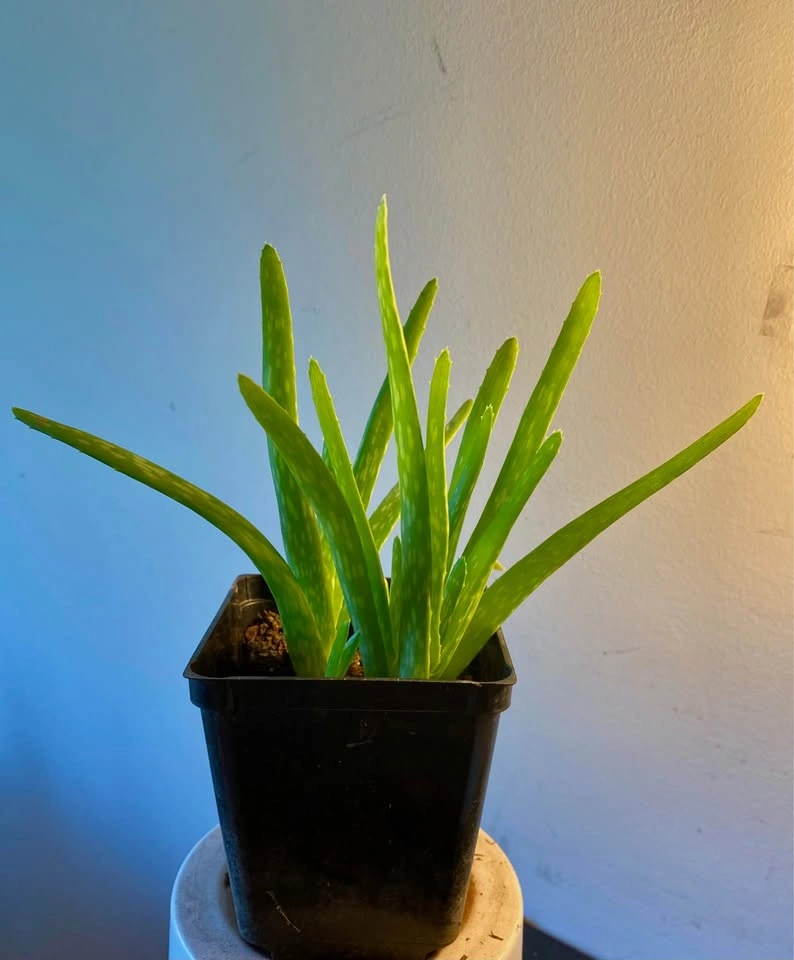 Aloe Vera in 5” sq pot