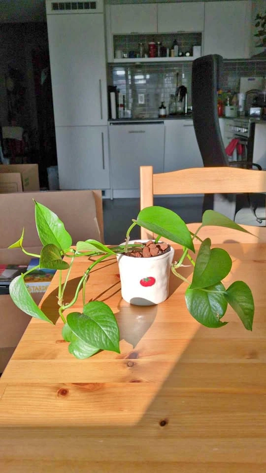 Jade pothos in ceramic tomato pot 🍅