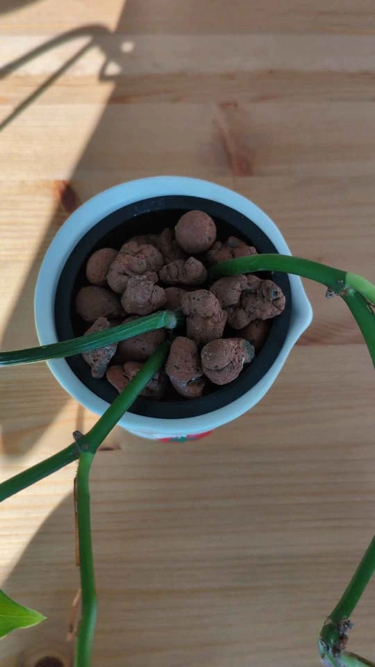 Jade pothos in ceramic tomato pot 🍅 - photo 2