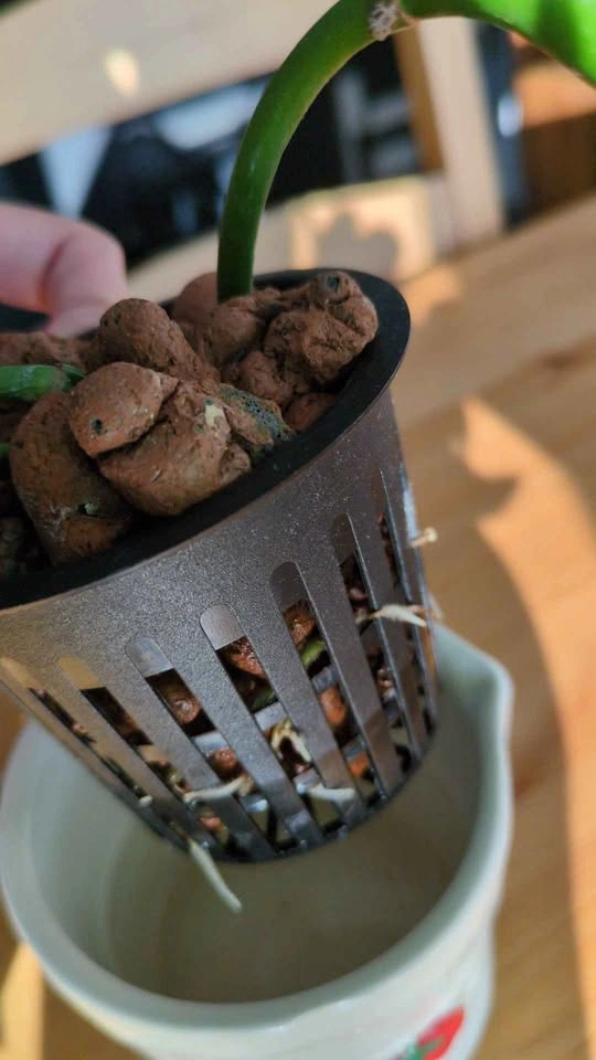 Jade pothos in ceramic tomato pot 🍅 - photo 3