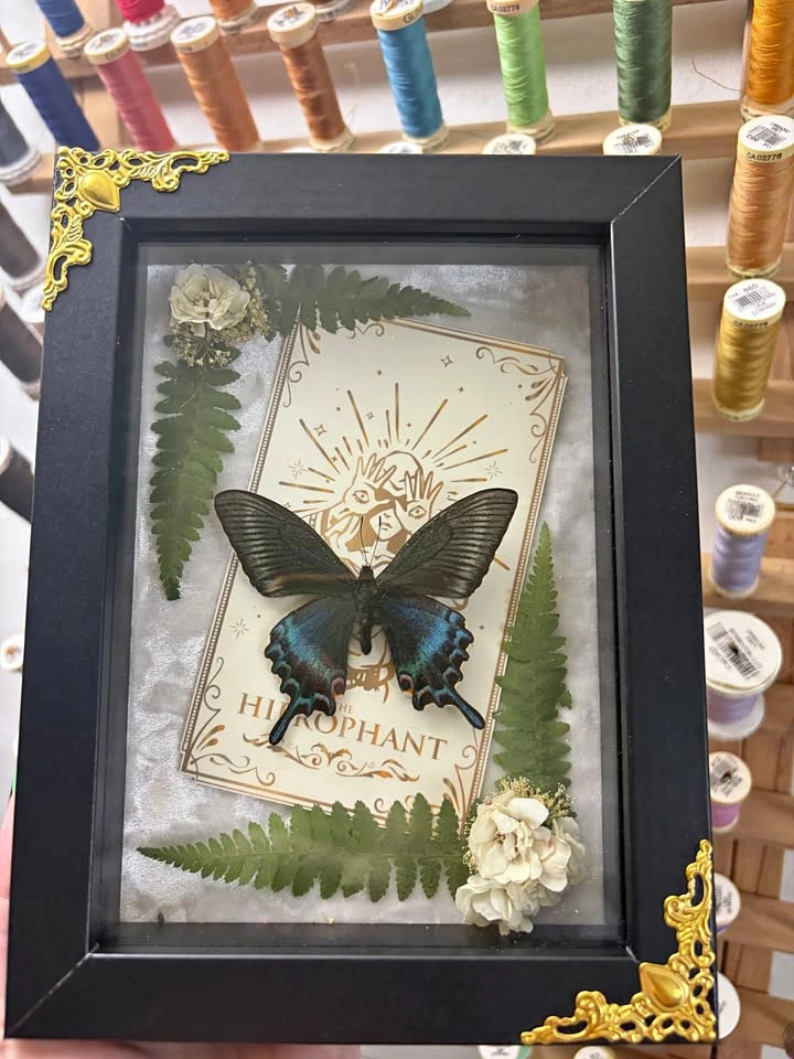 Alpine Black Swallowtail Butterfly Frame with Tarot Card