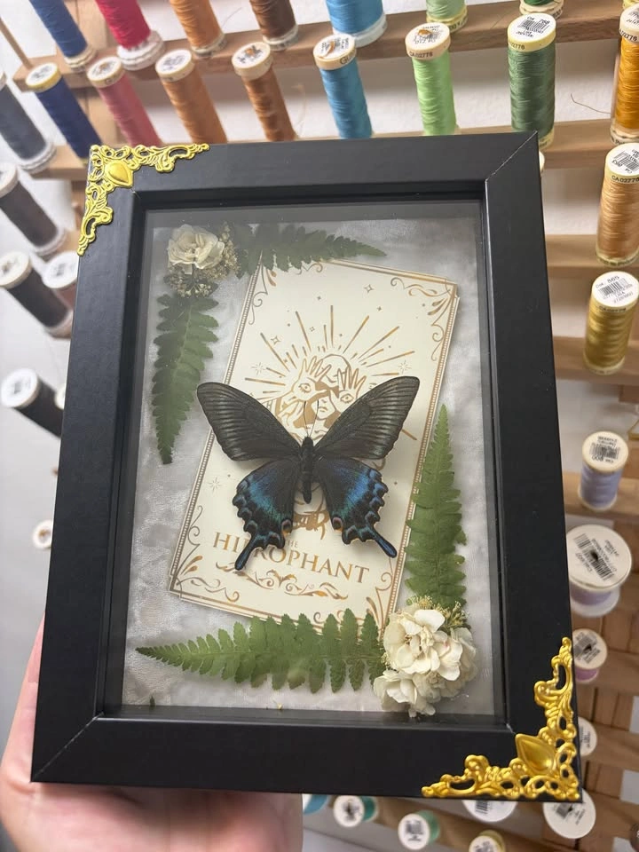 Alpine Black Swallowtail Butterfly Frame with Tarot Card - photo 2