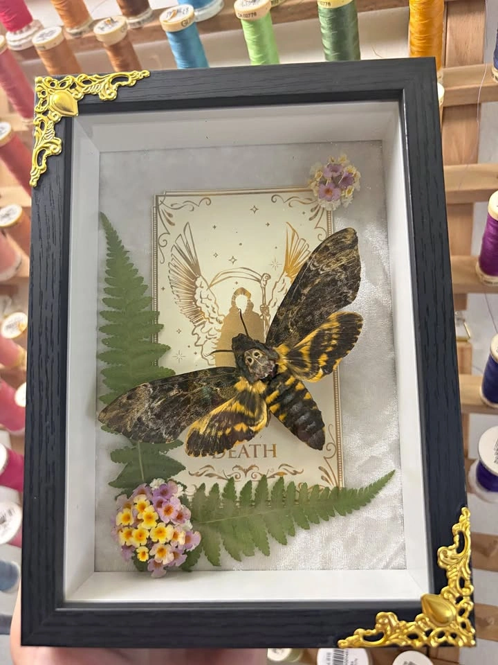 Deathshead Moth Frame with Tarot card and Dried flowers