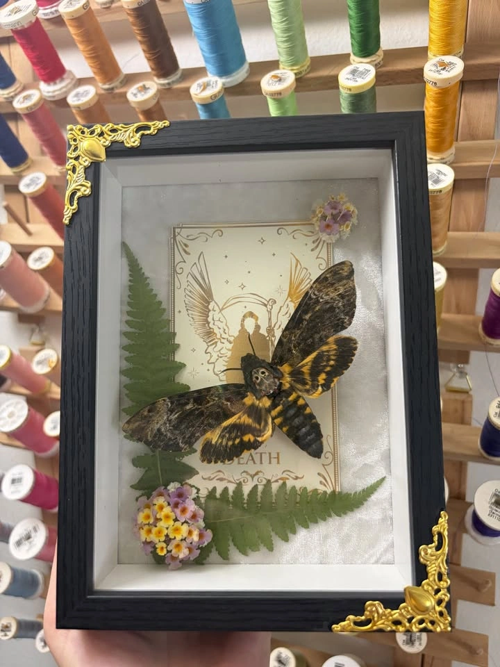 Deathshead Moth Frame with Tarot card and Dried flowers - photo 2