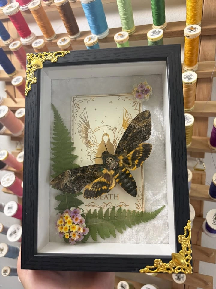 Deathshead Moth Frame with Tarot card and Dried flowers - photo 3