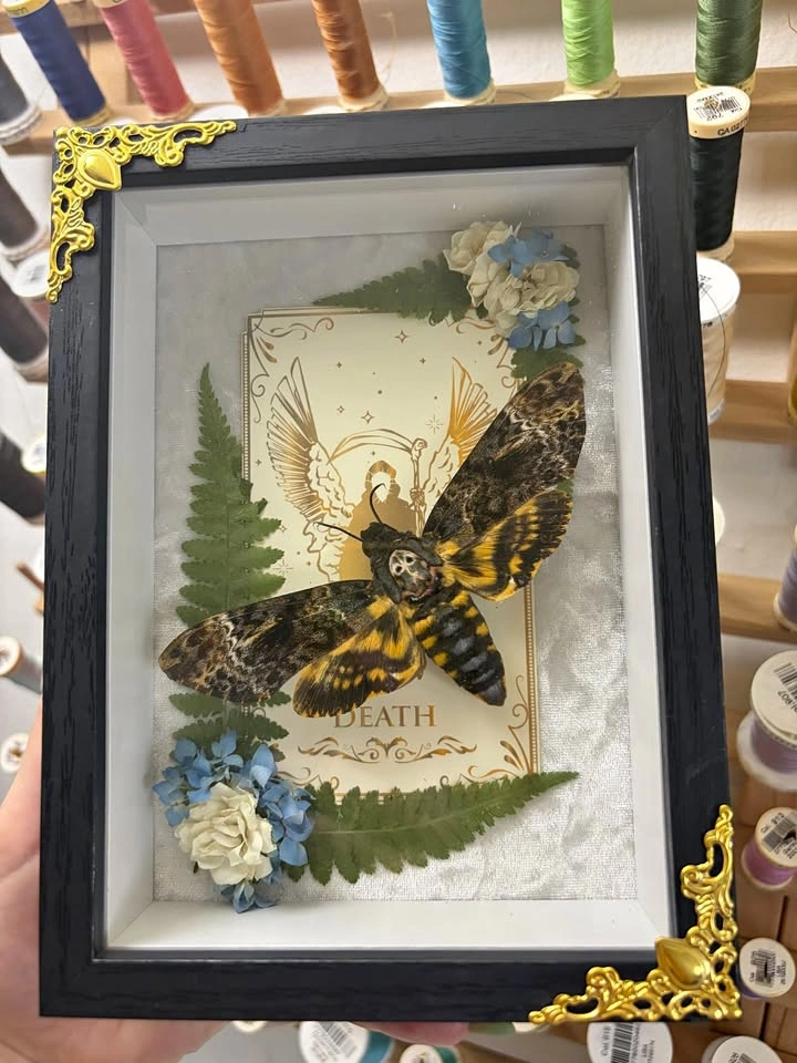 Deathshead Moth Frame with Tarot card and Dried flowers