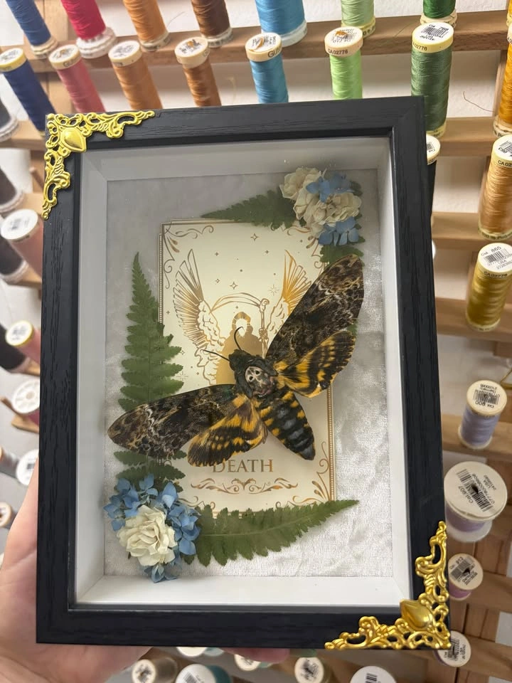Deathshead Moth Frame with Tarot card and Dried flowers - photo 2
