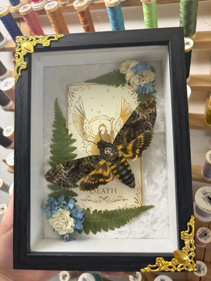 Deathshead Moth Frame with Tarot card and Dried flowers - photo 3