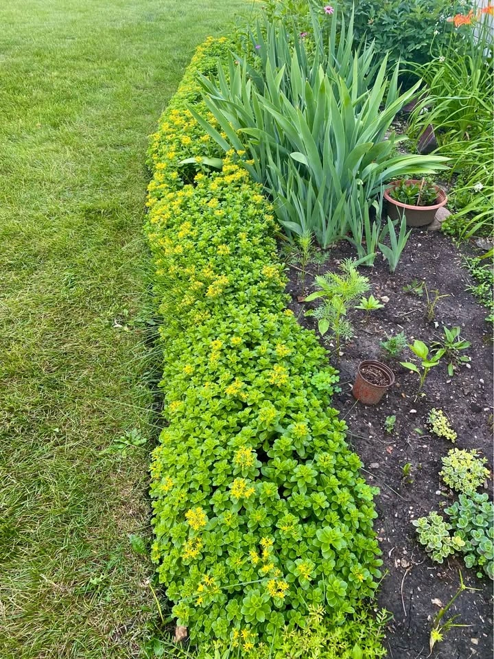 Sedums, hardy perennial - photo 2