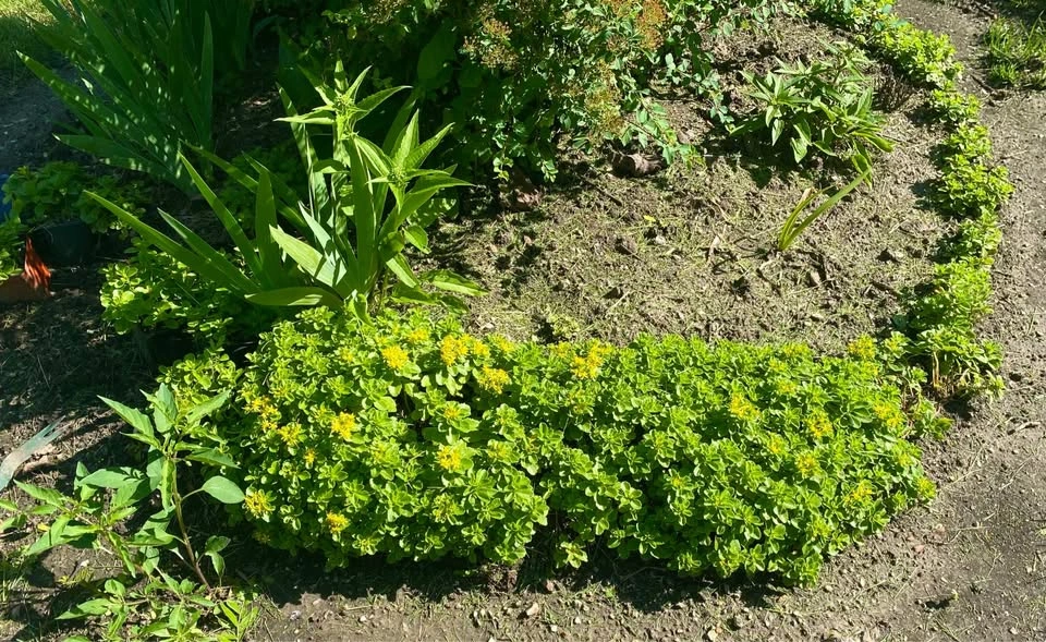 Sedums, hardy perennial - photo 3