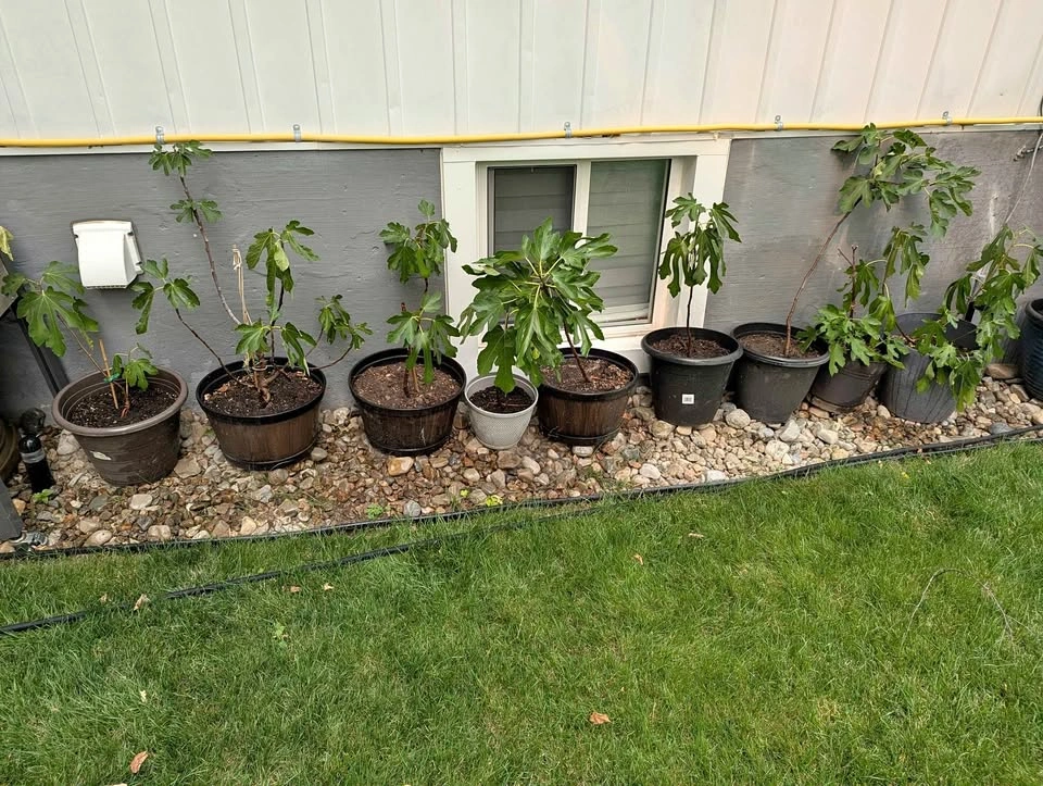 Hardy Fig Trees - FCFS