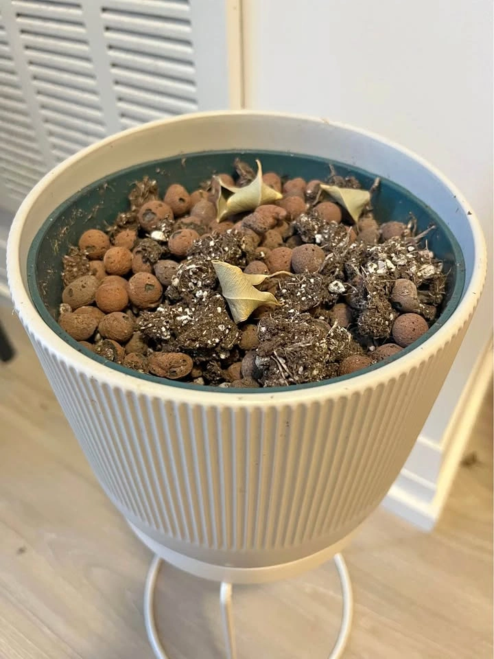 Plants