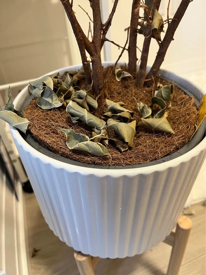 Plants - photo 3