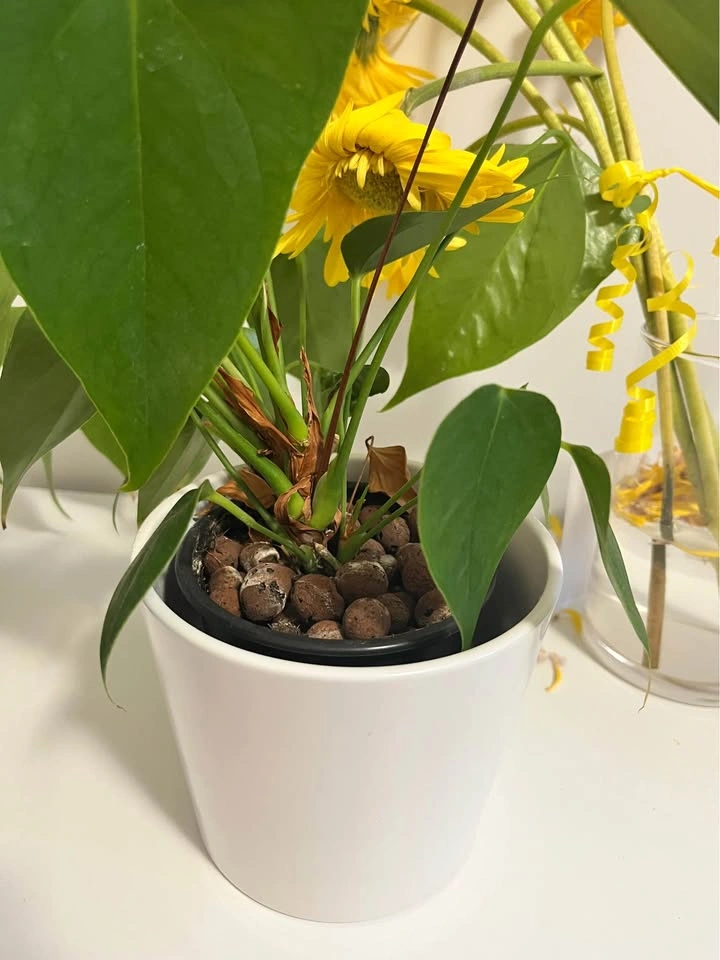 Plants - photo 5