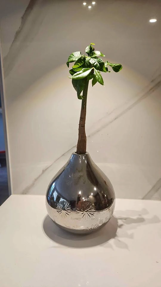 Upcycled vase with plant