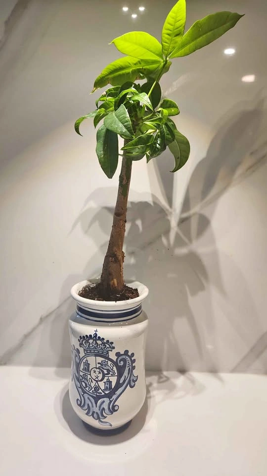 Upcycled ceramic jar planter with plant