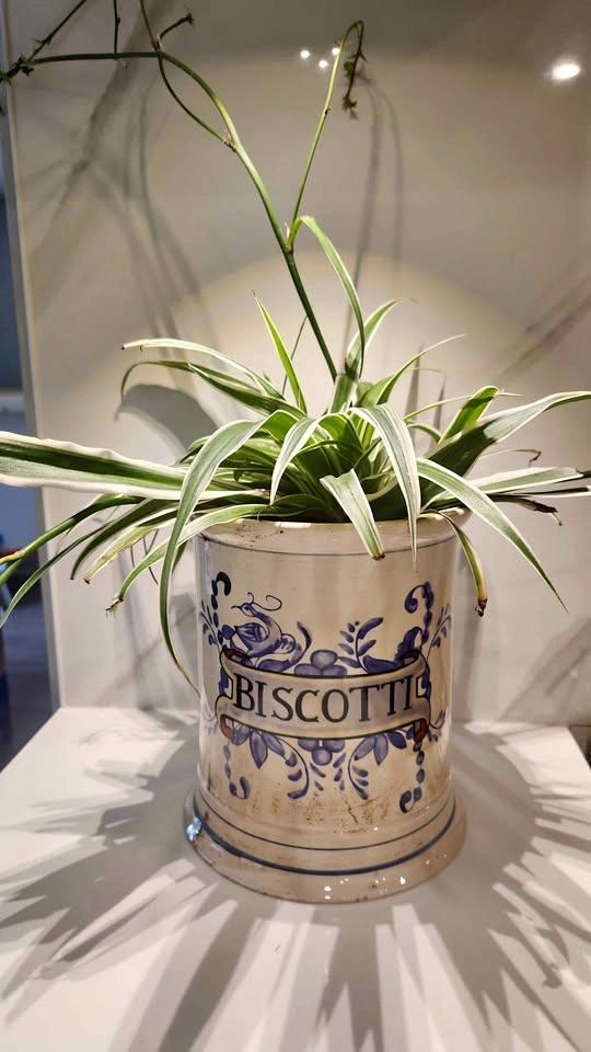 Upcycled vintage biscotti cookie jar planter with plant