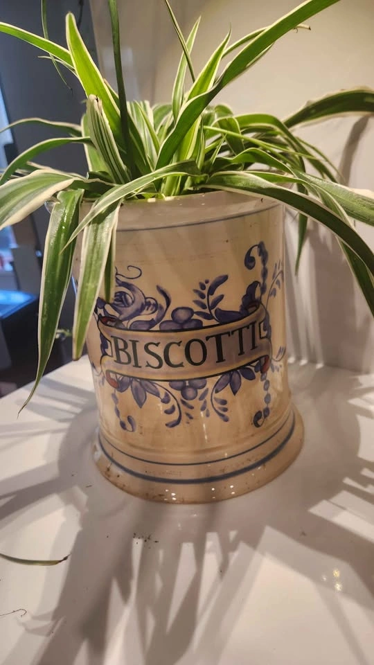 Upcycled vintage biscotti cookie jar planter with plant - photo 2