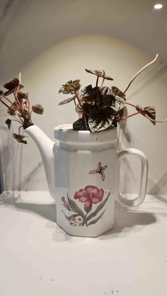 Upcycled tall teapot planter with plant