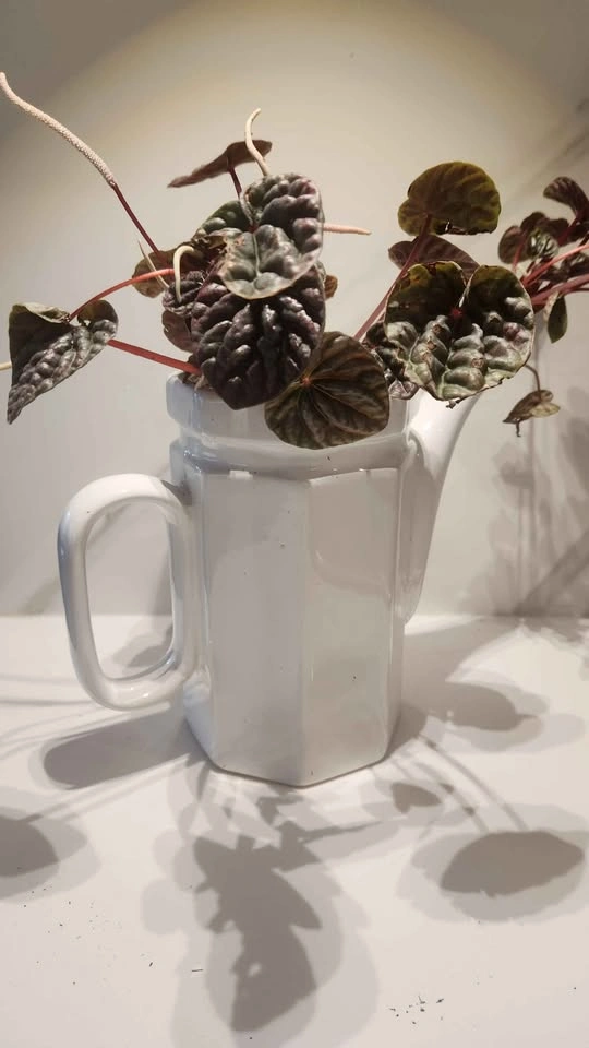 Upcycled tall teapot planter with plant - photo 4