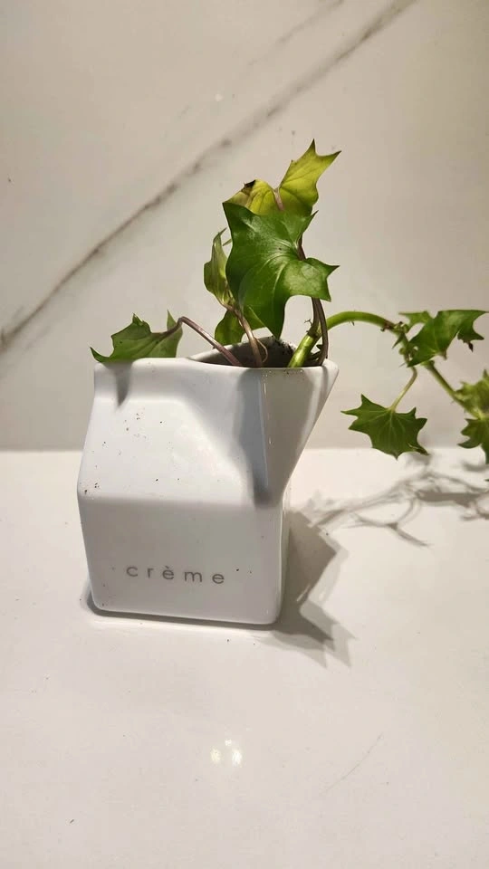 Upcycled ceramic creamer planter with plant