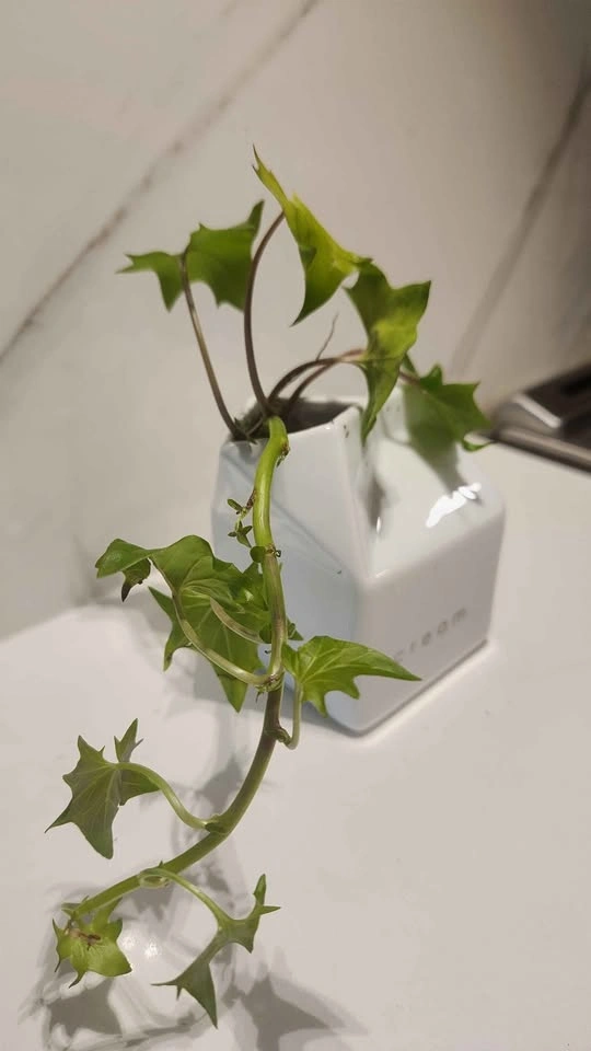 Upcycled ceramic creamer planter with plant - photo 3