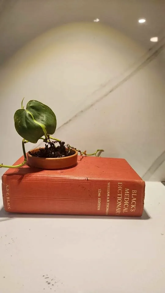 Upcycled vintage medical dictionary planter with plant