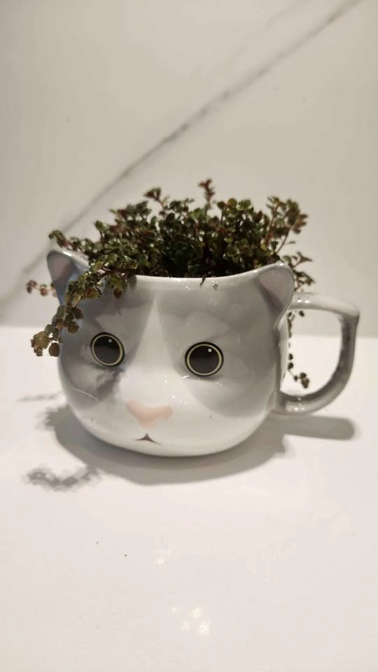 Upcycled cute cat mug planter with plant