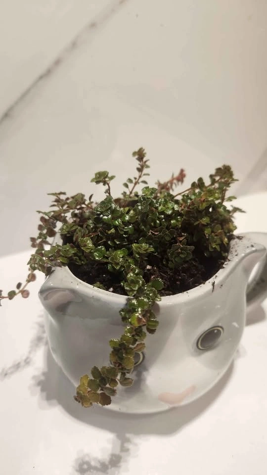 Upcycled cute cat mug planter with plant - photo 2