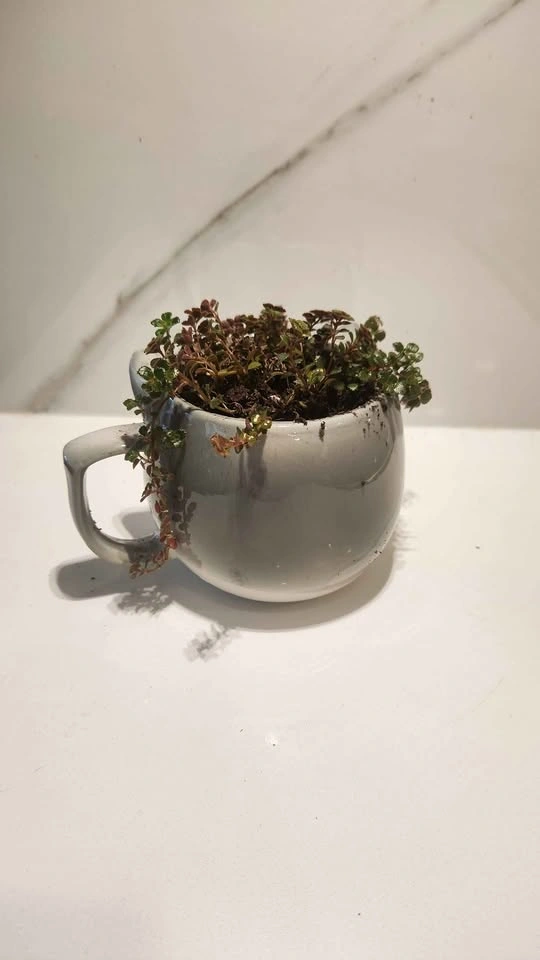 Upcycled cute cat mug planter with plant - photo 3