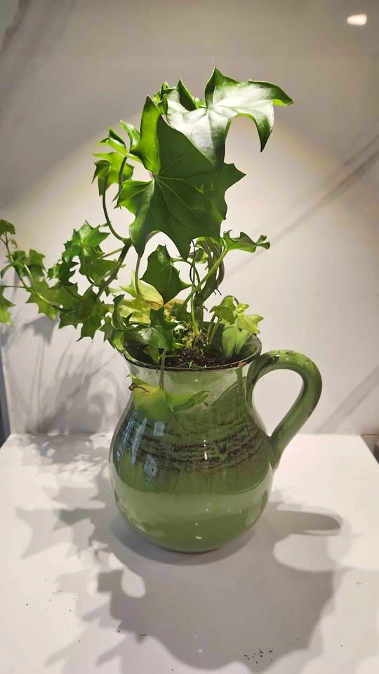 Upcycled green pottery jug planter with plant