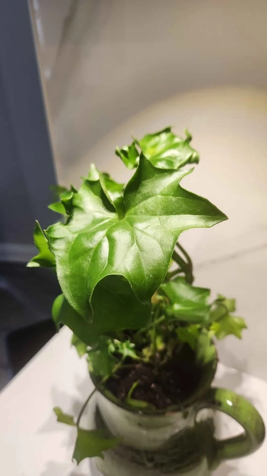 Upcycled green pottery jug planter with plant - photo 2