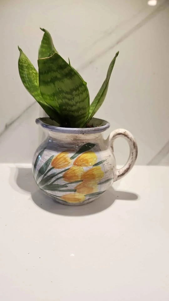 Upcycled small jug planter with plant