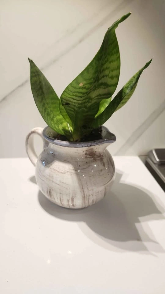 Upcycled small jug planter with plant - photo 3