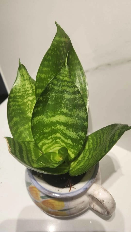 Upcycled small jug planter with plant - photo 4