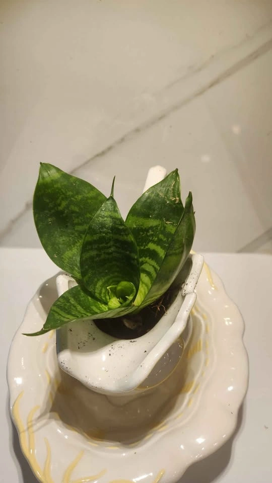 Upcycled water jug and basin planter with plant - photo 3