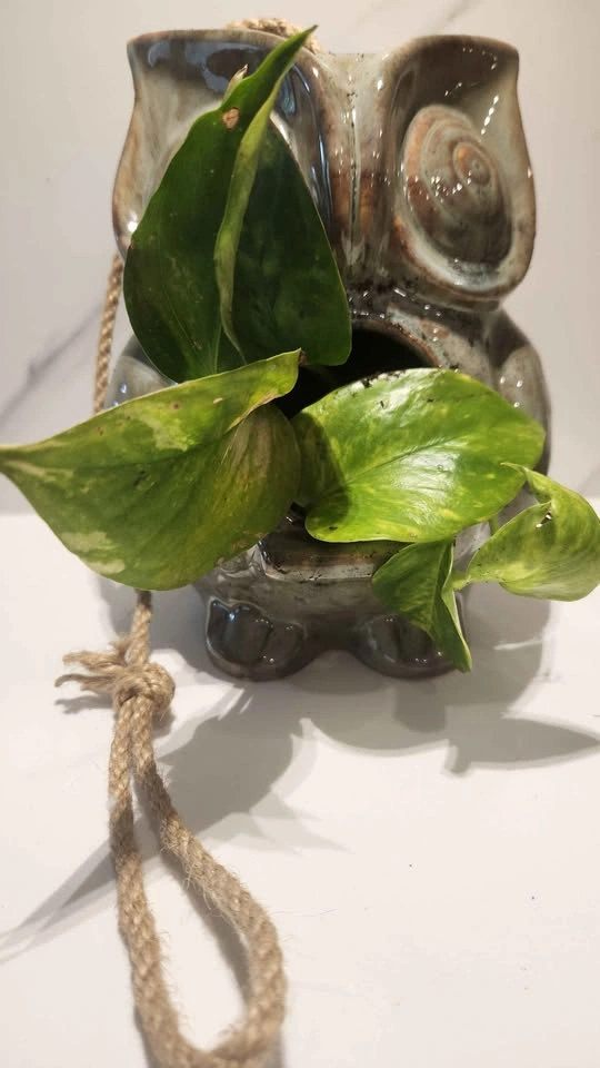 Upcycled owl décor planter with plant - photo 2