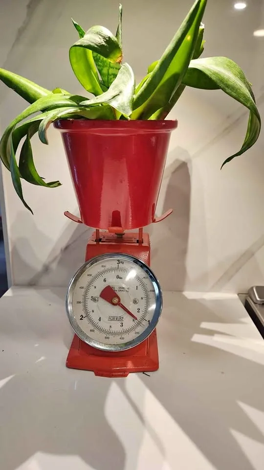Upcycled vintage kitchen scale planter with plant