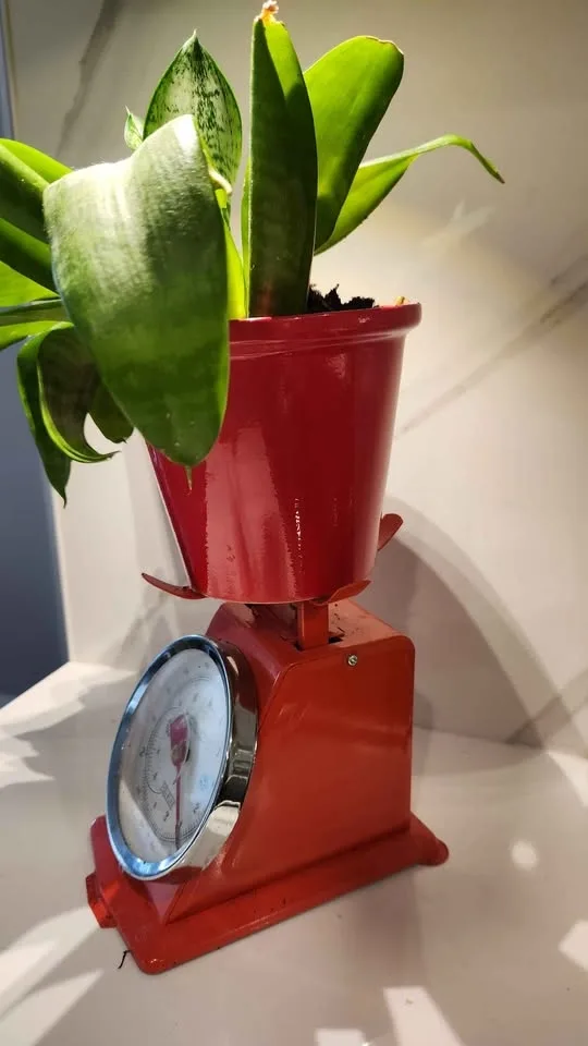 Upcycled vintage kitchen scale planter with plant - photo 2